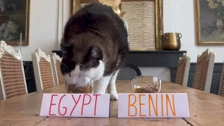 سقوط «نبوءة نيمبوس»… مصر تقصي كوت ديفوار وتبلغ نصف نهائي أمم أفريقيا